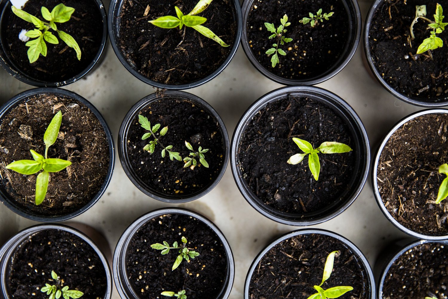 Organic Growth Marketing